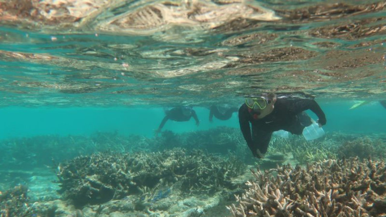 FOTO ARSIP - Kondisi terumbu karang di pesisir pulau di Kabupaten Natuna, Provinsi Keperi, beberapa waktu lalu. (FOTO ANTARA/Cherman)