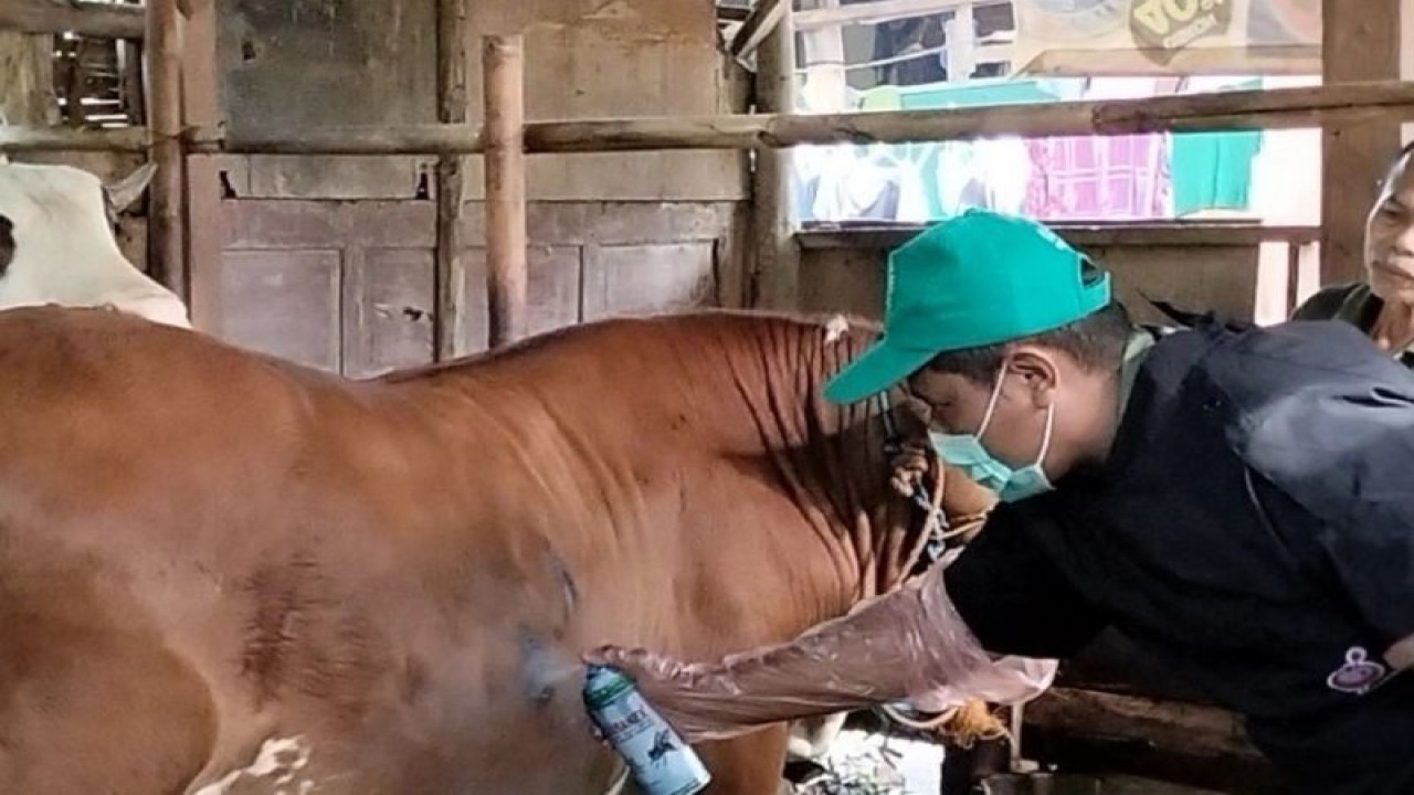 Petugas Dinas Perikanan, Kelautan, dan Peternakan Kabupaten Batang sedang memeriksa kondisi kesehatan ternak sapi yang terindikasi penyakit kulit benjolan (Lumpy Skin Disease). (ANTARA/HO-Humas Kabupaten Batang)