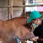 Pemkab Batang intensifkan penanganan LSD ternak-1676014024