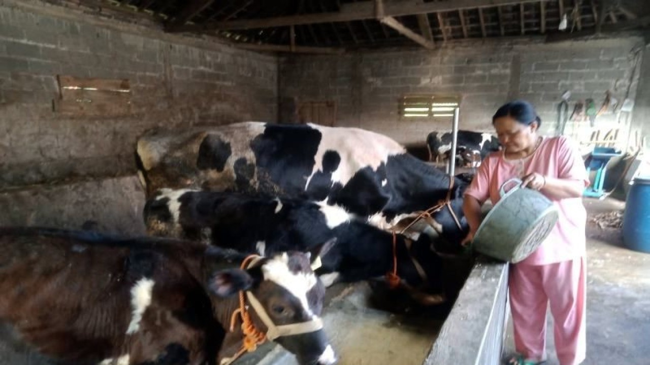 Seorang peternak sapi sedang memberikan makan dan menjaga kebersihan kandang di Desa Jelok Kecamatan Cepogo Kabupaten Boyollai, Rabu (22/2/2023). ANTARA/Bambang Dwi Marwoto.
