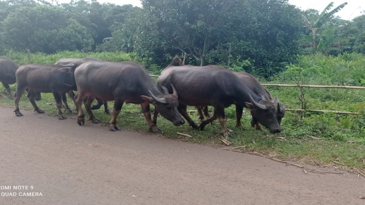 Peternak kerbau mengembala hewanya dengan melepaskanliarkan di kawasan perkebunan kelapa sawit di Kecamatan Sajira Kabupaten Lebak. ANTARA/Mansur