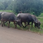 Pemkab Lebak targetkan swasembada daging 2025-1676879440