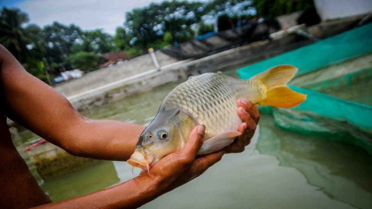 Pekerja memeriksa kesehatan induk ikan mas di UPTD Perikanan budi daya ikan air tawar di Kecamatan Kalanganyar, Lebak, Banten, Rabu (30/12/2020). ANTARA FOTO/Muhammad Bagus Khoirunas/nz.