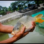 Pemkab Lebak targetkan swasembada ikan tawar pada 2024-1677224364