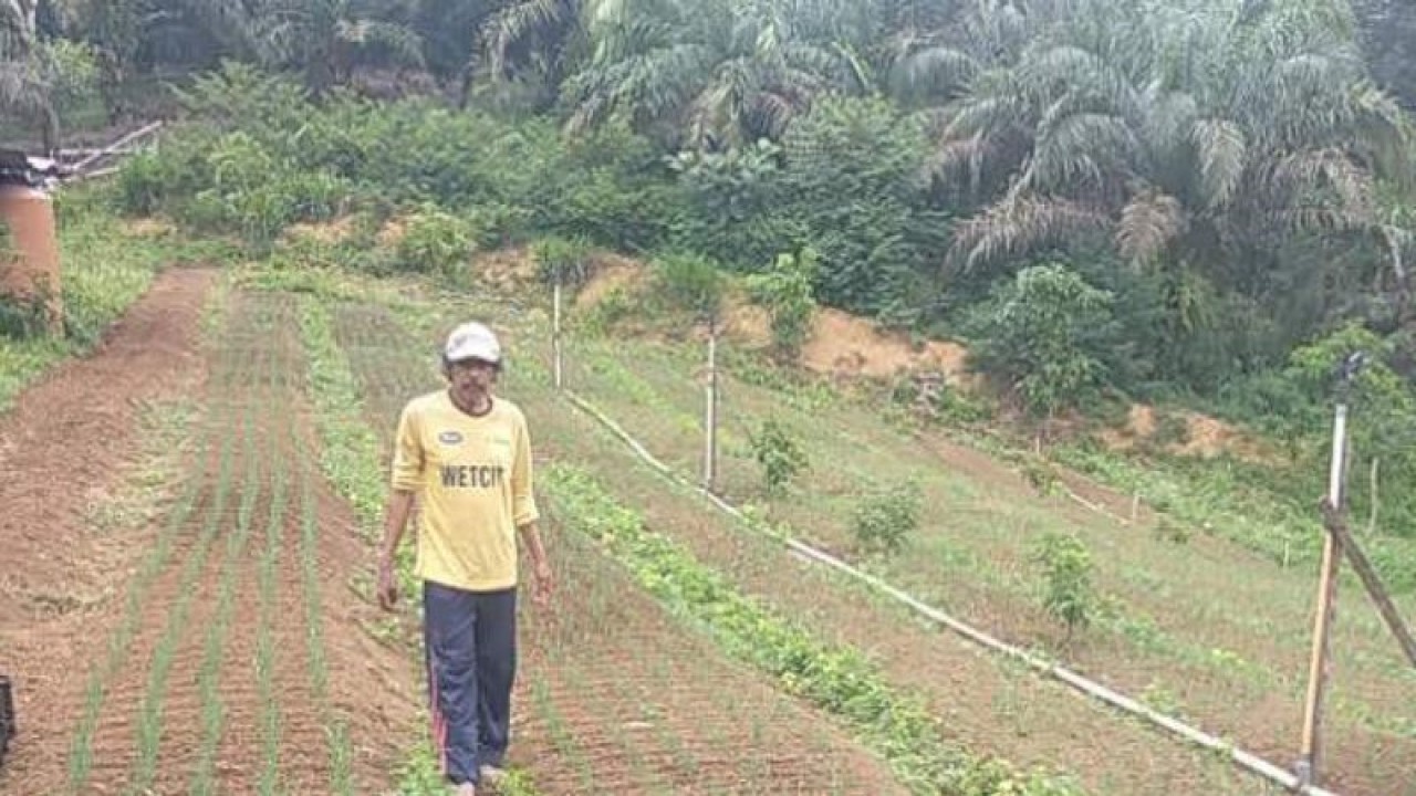 Lokasi lahan petanian di Kabupaten Mukomuko yang menggunakan pestisida nabati, Jumat (3/2/2023) ANTARA/HO-Istimewa.
