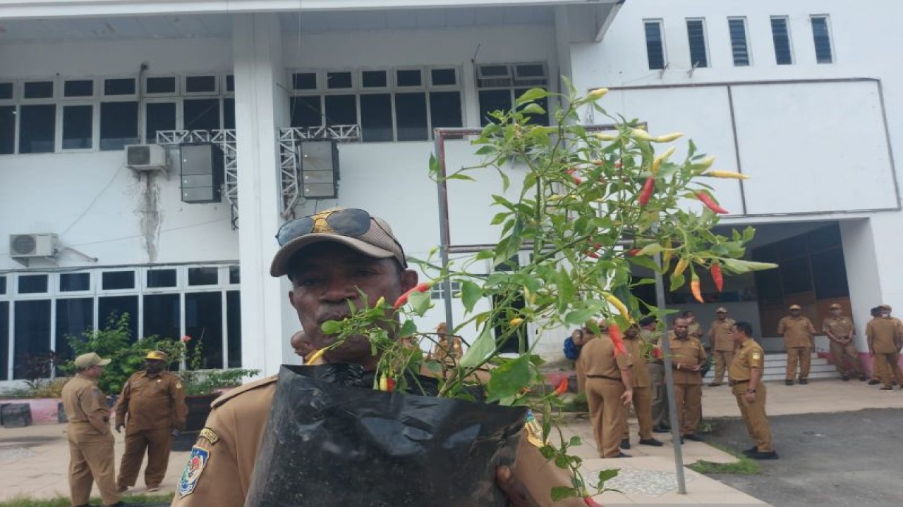 Salah satu ASN setempat yang mendapatkan tanaman cabai dari Dinas Pertanian dan Pangan Provinsi Papua, di halaman Kantor Otonom Kotaraja, Kota Jayapura, Papua, Senin (13/2/2023). ANTARA/Qadri Pratiwi.