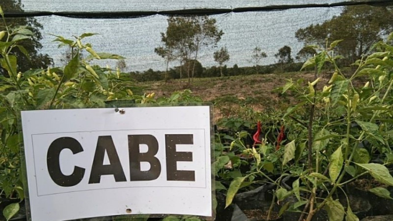 Tanaman cabe yang dibudi daya oleh Korem 143/Haluoleo bersama warga di Nanga-Nanga Kecamatan Baruga, Kota Kendari, Jumat (3/2/2023) (ANTARA/Harianto)