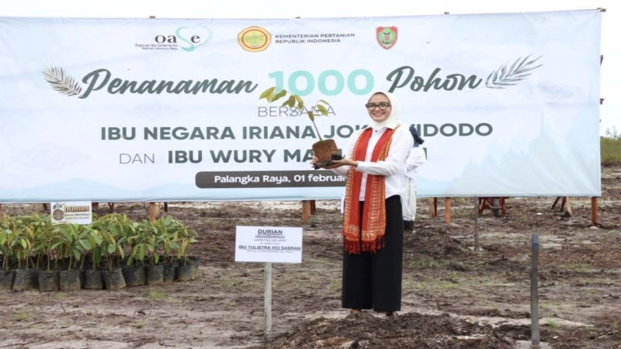 Penanaman bibit durian pada lahan di kawasan UPT Balai Pengujian Mutu Pakan, Pembibitan dan Hijauan Makanan Ternak (BPMPPHMT) Jalan Tjilik Riwut km 38 Palangka Raya, Rabu (1/2/2023). (ANTARA/HO-Diskominfosantik Kalteng)