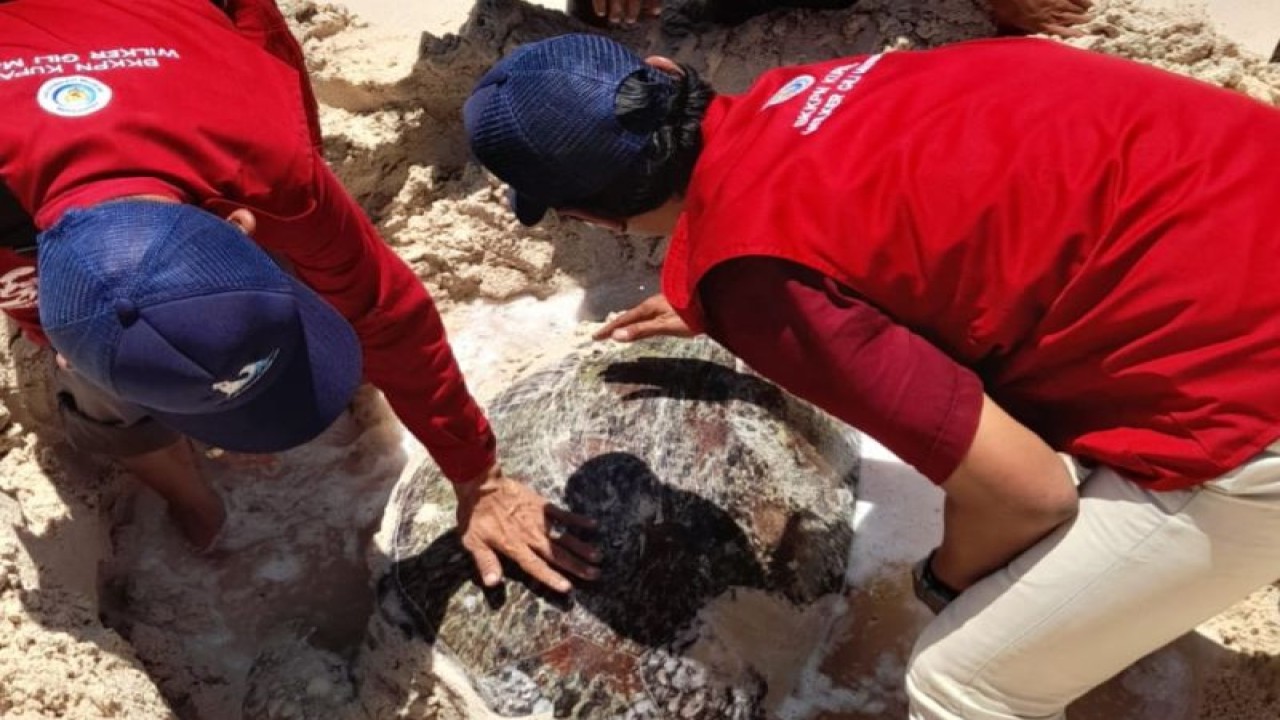 Petugas Balai Kawasan Konservasi Perairan Nasional (BKKPN) Kupang Wilayah Kerja Taman Wisata Perairan Gili Matra melakukan penanganan terhadap seekor penyu yang ditemukan mati terdampar di perairan Gili Meno, Kabupaten Lombok Utara, Nusa Tenggara Barat, Selasa (21/2/2023). ANTARA/HO-BKKPN Kupang