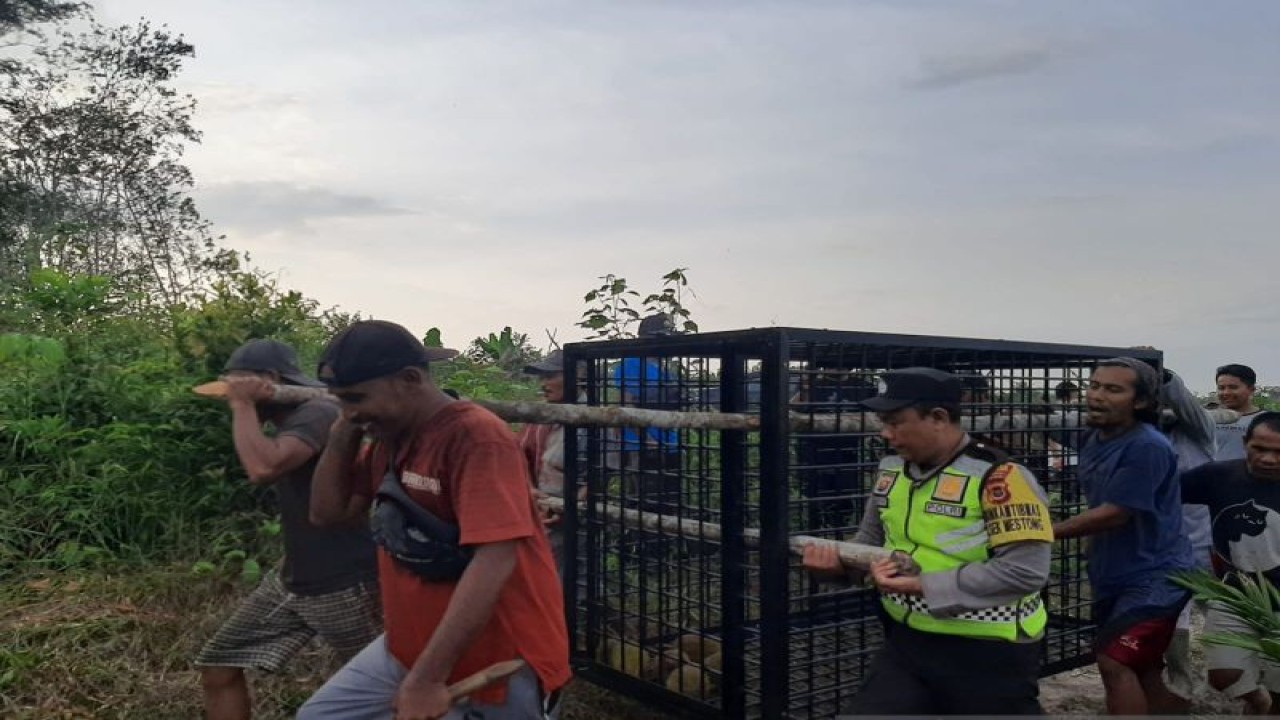 Perangkap untuk menangkap beruang yang sudah menyerang warga di Mestong, Kabupaten Muaro Jambi, Senin (27/2/2023).(ANTARA/HO-Polsek Mestong).