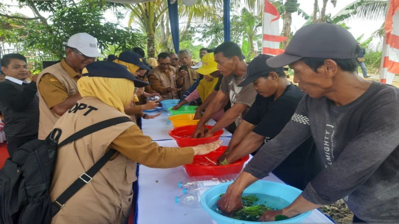 Petani di Kubu Raya tengah praktik pembuatan biosaka. ANTARA/Dedi.