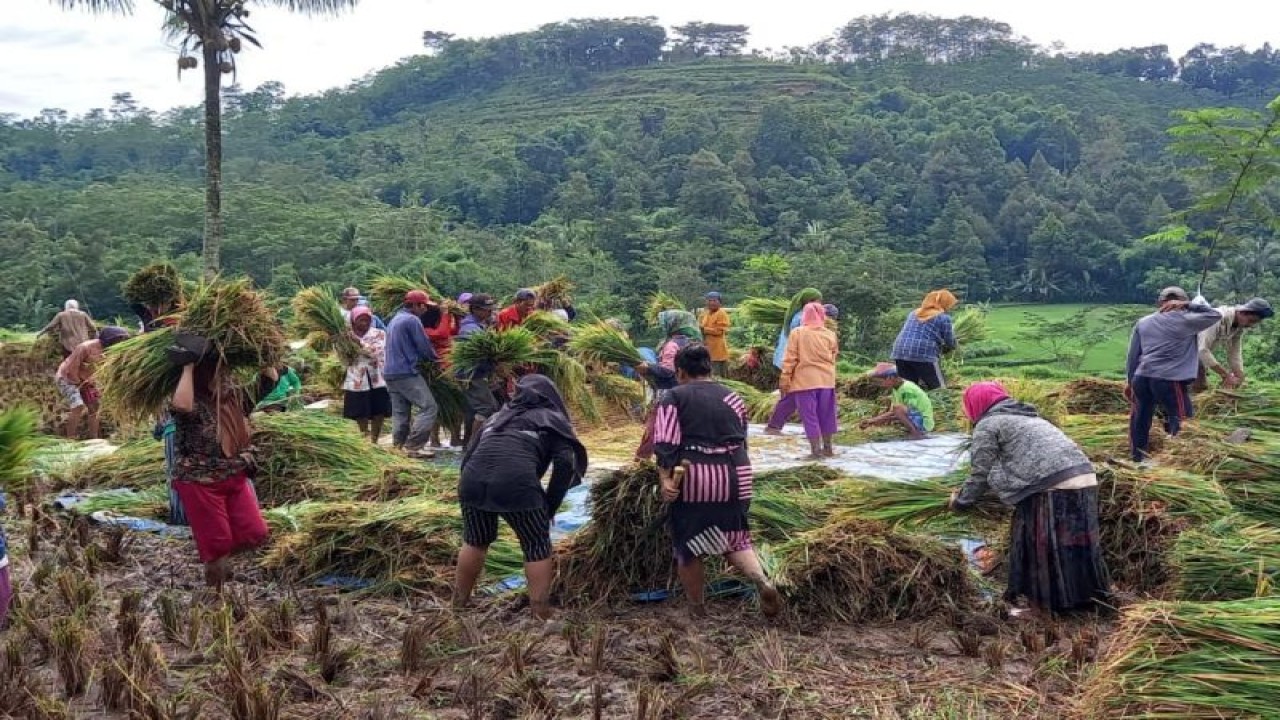 Suasana panen petani di Desa Darsono, Kecamatan Arjasa, Kabupaten Jember, Senin (20/2/2023). (ANTARA/HO-Asosiasi Petani Pangan Jatim)