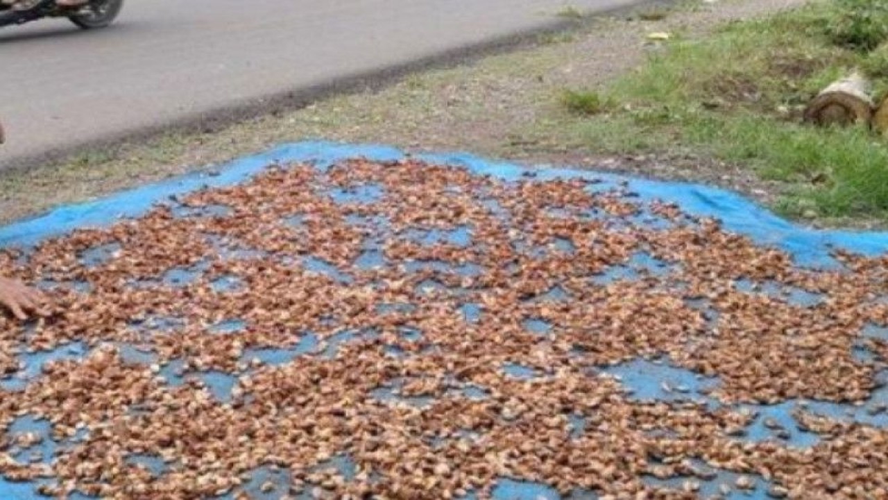 Petani sedang menjemur biji kakao. ANTARA/HO.