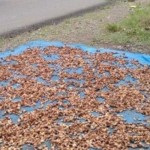 Petani sedang menjemur biji kakao. ANTARA/HO.-1676792080