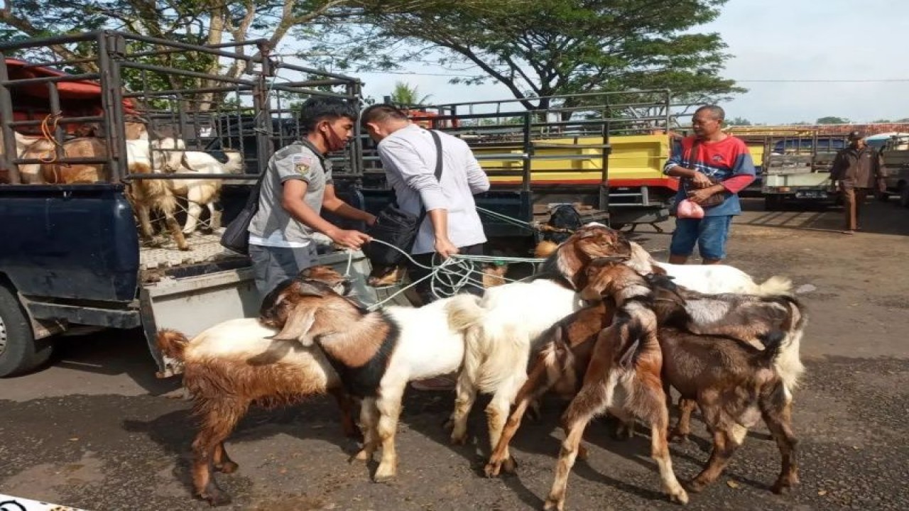 Pemantuan lalu lintas hewan ternak di pasar hewan di Gunungkidul. (ANTARA/HO-Instagram dpkh_gunungkidul)