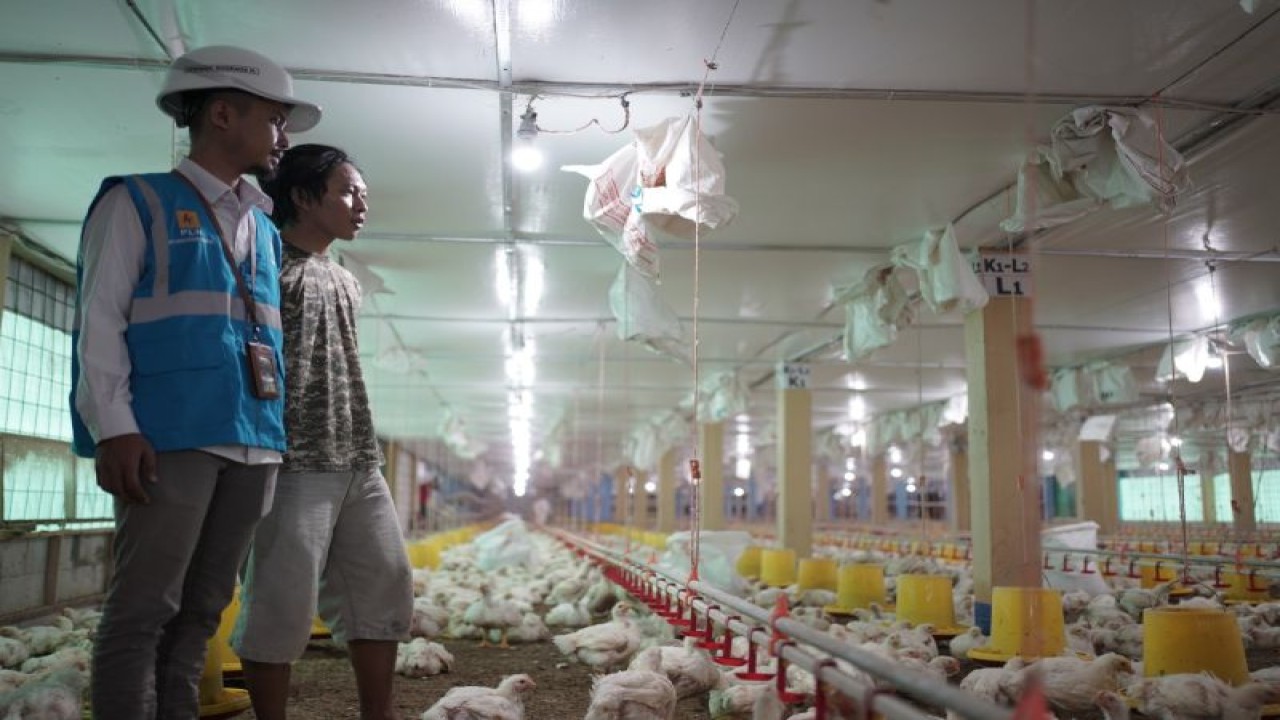 Peternak ayam dari Desa Moncongloe, Kabupaten Gowa, Sulawesi Selatan bernama Farouk Mappaseling Betta menggunakan listrik PLN pada proses beternak ayam. ANTARA Foto/HO-Humas PLN UID Sulselrabar