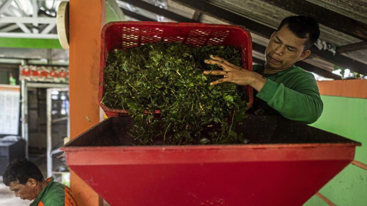 Petugas Sudin Lingkungan Hidup Jakarta Pusat melakukan pengolahan sampah daun di TPS 3R Ketapang Satpel Lingkungan Hidup Kecamatan Gambir, Jakarta, Selasa (21/2/2023). ANTARA FOTO/Aprillio Akbar/foc.