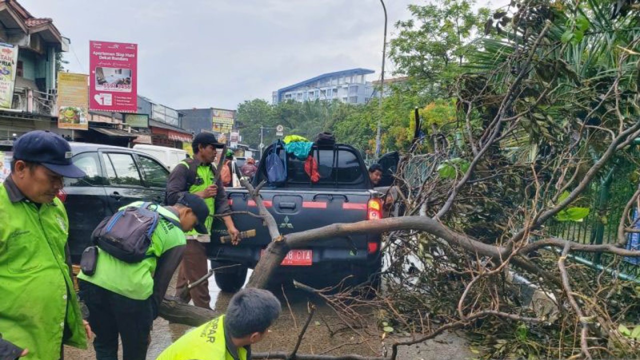 Petugas sedang memotong batang pohon yang tumbang