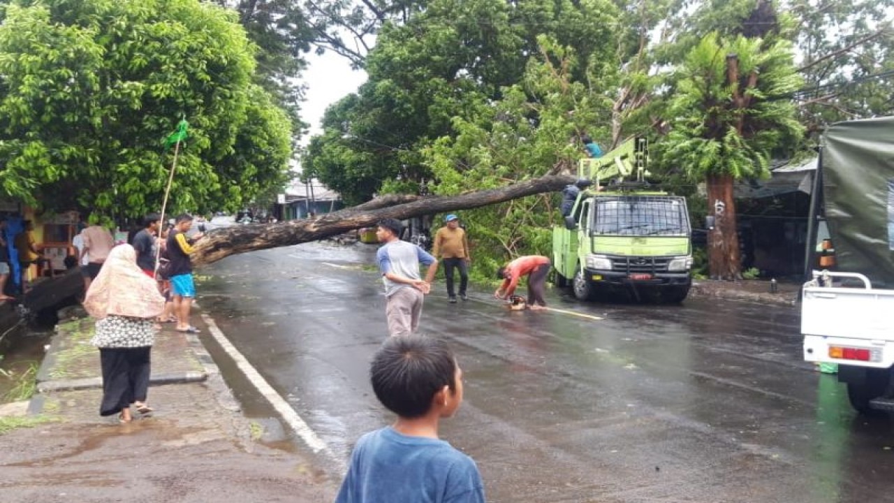 Sejumlah warga di dekat pohon tumbang di salah satu ruas jalan di Kota Ternate, Maluku Utara. ANTARA/Abdul Fatah