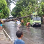 pohon-1676618013