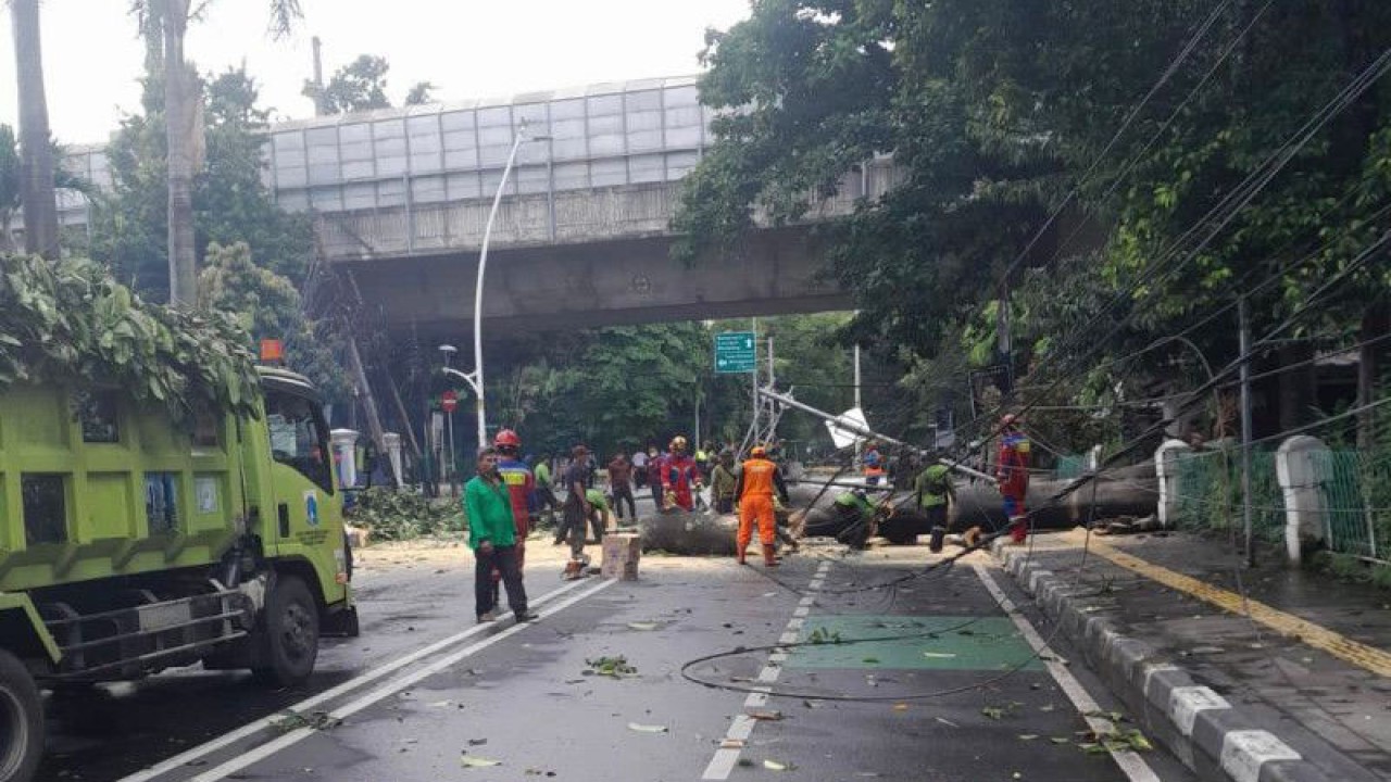 Petugas mengevakuasi pohon tumbang di Jalan Cut Mutia di Kebon Sirih, Jakarta Pusat, Kamis (9/2/2023) ANTARA/HO-BPBD DKI Jakarta