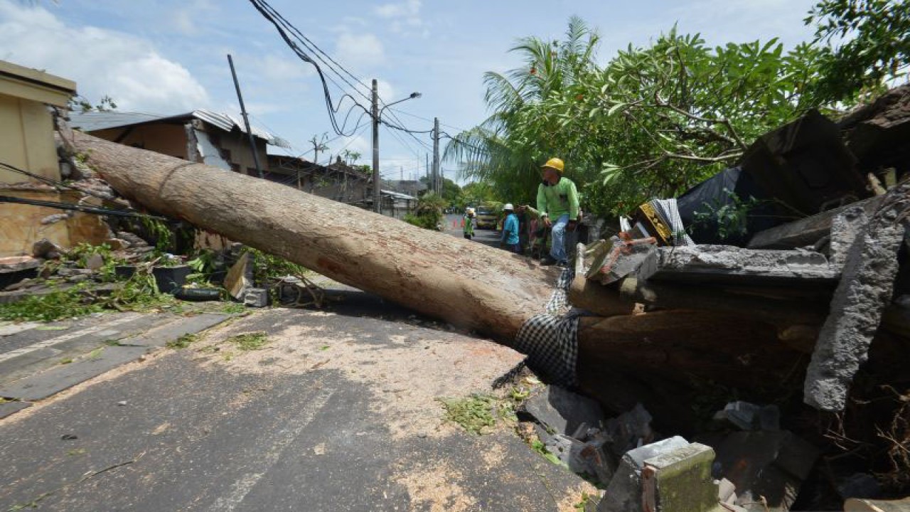 Arsip - Petugas mengamati pohon yang tumbang menimpa bangunan akibat cuaca ekstrem di kawasan Kedonganan, Badung, Bali, Selasa (3/1/2023). (ANTARA FOTO/FIKRI YUSUF)