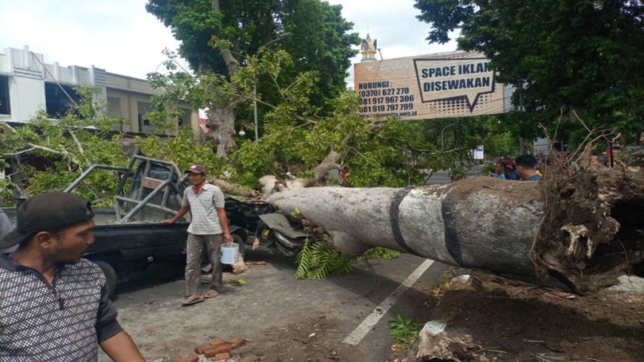 Ilustrasi: Pohon yang tumbang dan menimpa mobil pick up di jalan langko Kota Mataram, Nusa Tenggara Barat, Kamis (22/12/2022) (ANTARA/Warga net)