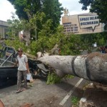 Pohon tumbang-1677491561