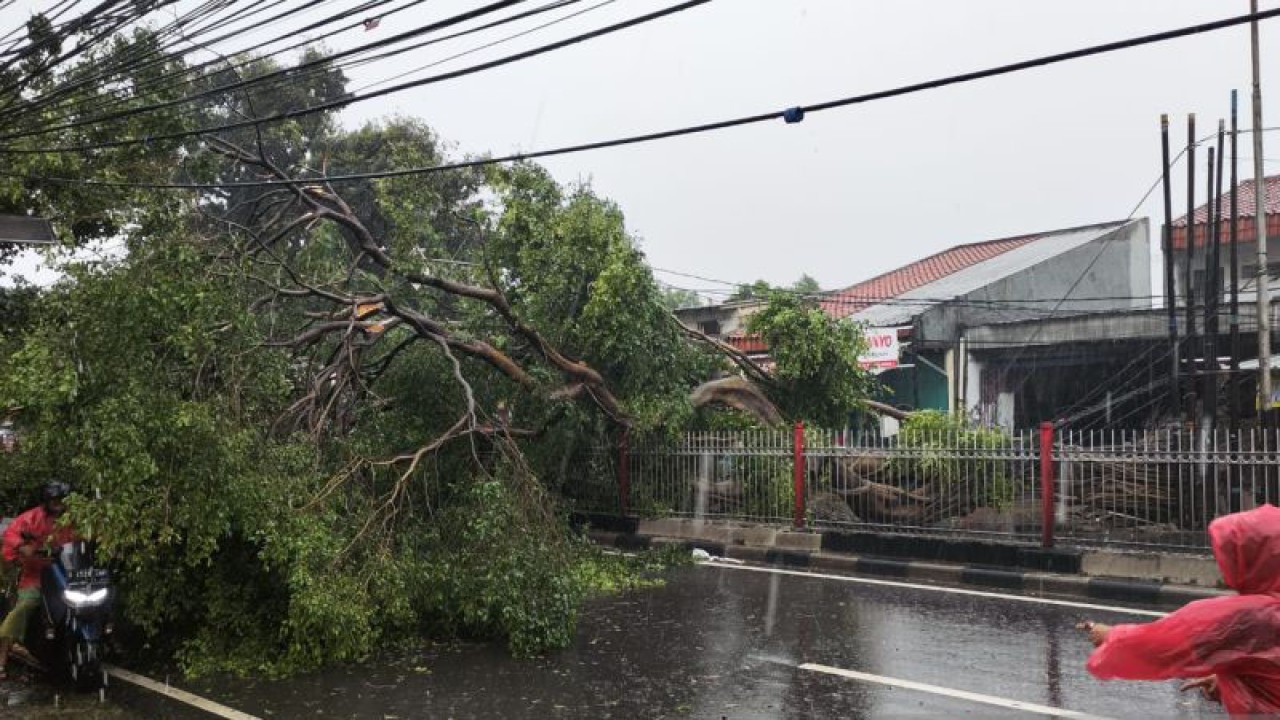 Sebuah pohon besar tumbang di Jalan Raya Bogor, Kramat Jati, Jakarta Timur, Selasa (28/2/2023). ANTARA/HO-Sudin Gulkarmat Jakarta Timur