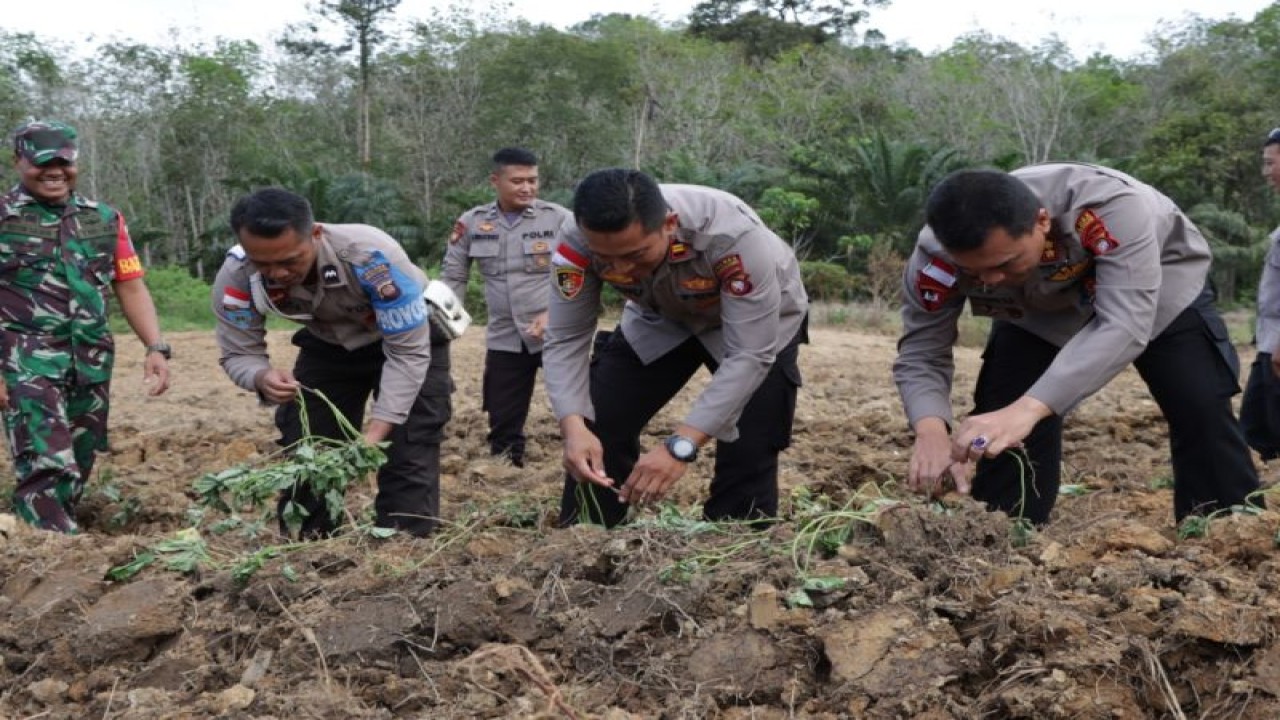 Budidaya ubi madu Polres Bengkayang sebagai andil tangani stunting (ANTARA/Wati)