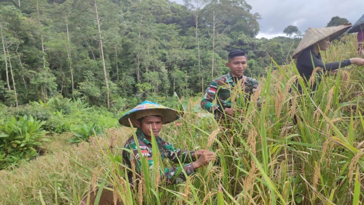 Prajurit TNI Satgas Pamtas Yonarmed 19/105 Trk Bogani membantu panen padi di ladang warga Desa Sei Tekam Kecamatan Ketungau Hulu perbatasan Indonesia-Malaysia, Kabupaten Sintang, Provinsi Kalimantan Barat. (ANTARA/HO-Yonarmed Trk Bogani)