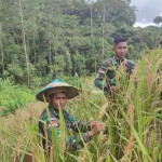 Prajurit TNI bantu petani panen padi di perbatasan RI-Malaysia-1677461127