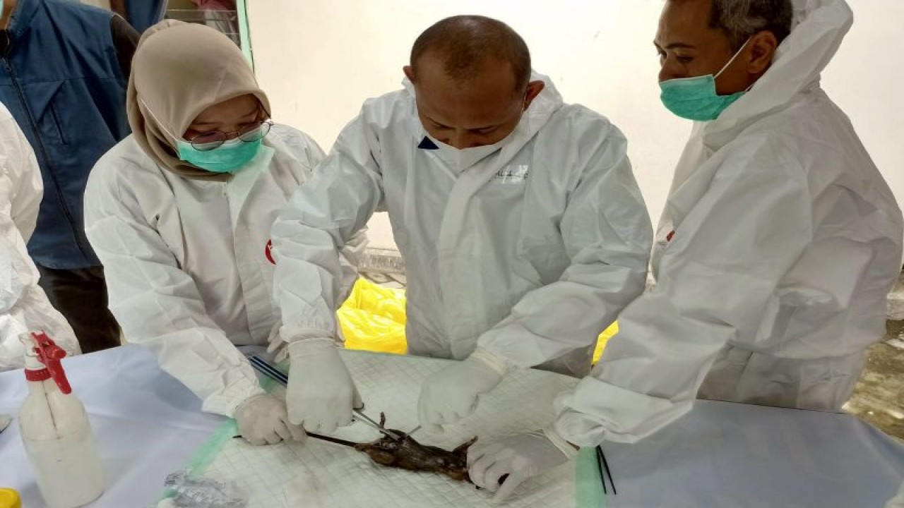 Tiga nakes sedang mengikuti praktik/pelatihan membedah tikus untuk diambil sampel ginjalnya di Tulungagung, Selasa (7/2/2023) (ANTARA/HO - Foto warga)