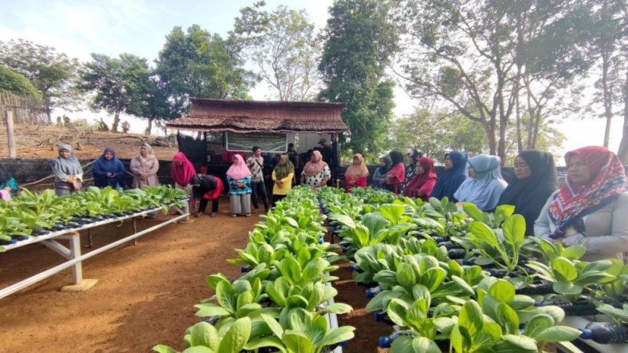 PT Timah Tbk mengembangkan program pertanian hidroponik di Pulau Setunak, Provinsi Kepulauan Riau untuk meningkatkan ketahanan pangan warga pulau terpencil itu. ANTARA/HO-Humas.