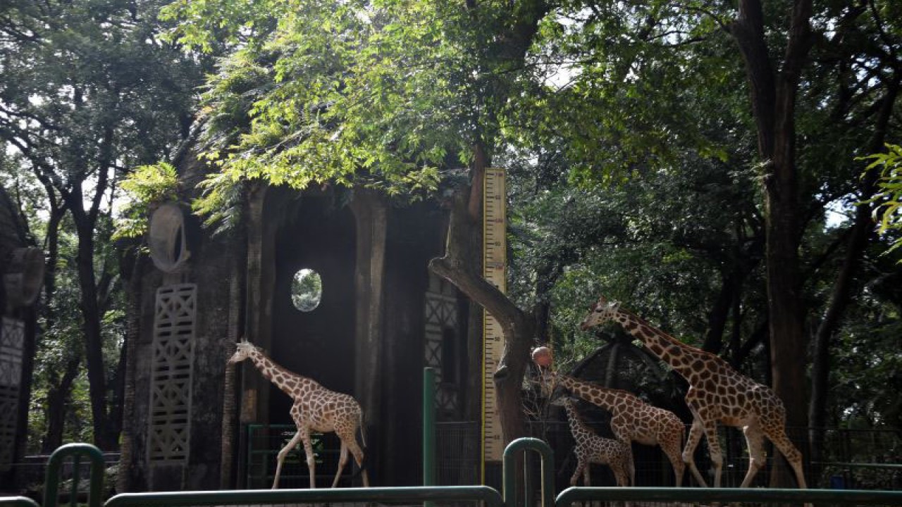 Empat jerapah mencari makan di dalam kandangnya di Taman Margasatwa Ragunan, Jakarta, Minggu (5/2/2023). . ANTARA FOTO/Indrianto Eko Suwarso/YU b