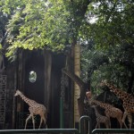 ragunan-1677074015