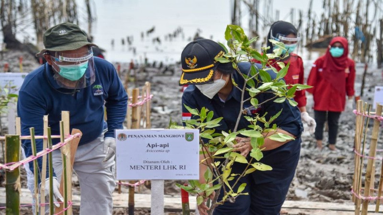 Menteri Lingkungan Hidup dan Kehutanan Siti Nurbaya Bakar melakukan penanaman bibit mangrove di Dumai, Provinsi Riau. (ANTARA/HO-Kementerian LHK)
