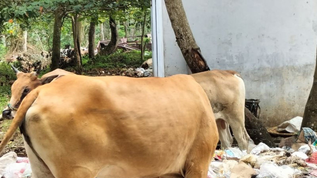 Hewan ternak sapi warga di Kabupaten Pesisir Barat Lampung (ANTARA/Riadi Gunawan)