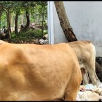 Sapi-1676282506