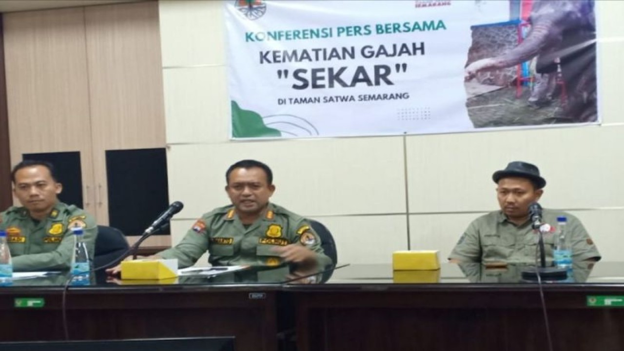 Kepala Balai Konservasi Sumber Daya Alam (BKSDA) Jawa Tengah Darmanto (tengah), didampingi Direktur Semarang Zoo Choirul Awaludin, saat konferensi pers di Semarang, Senin (20/2/2023), atas matinya seekor gajah betina koleksi Semarang Zoo. (ANTARA/HO-Dok Semarang Zoo)