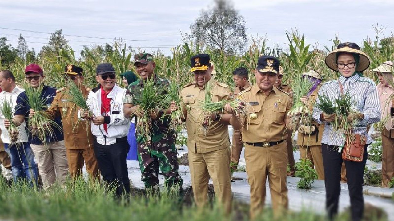 Dokumentasi-Gubernur Kalteng Sugianto Sabran dan jajaran panen bawang merah di Km 38 Tjilik Riwut Palangka Raya beberapa waktu lalu. Pemprov Kalteng cukup fokus dalam upaya mewujudkan ketahanan pangan. (ANTARA/Muhammad Arif Hidayat)