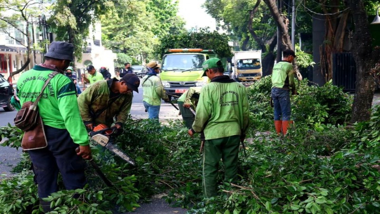 Arsip Suku Dinas Pertamanan dan Hutan Kota Kota Administrasi Jakarta Selatan tangani pohon tumbang di wilayahnya, Jakarta, Jumat (6/1/2023).ANTARA/HO-Sudintamhut Jakarta Selatan