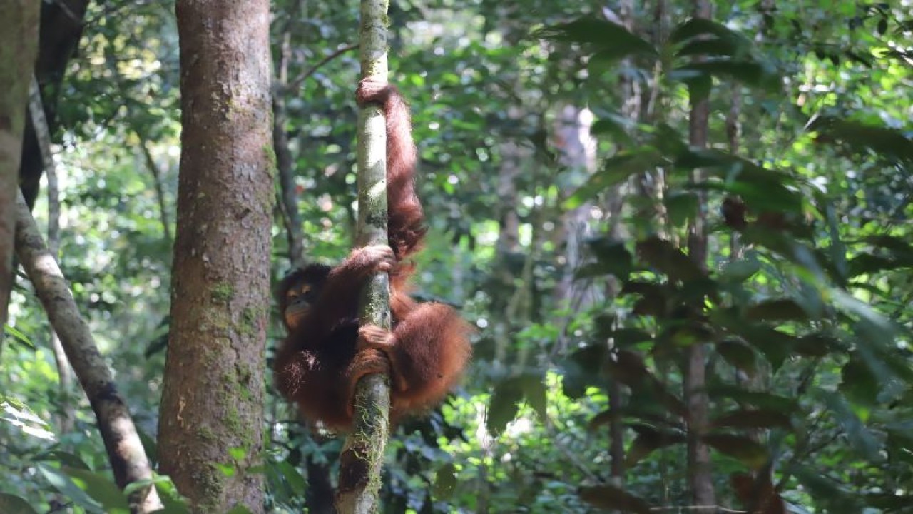 Tim gabungan melakukan pelepasliaran Orangutan di kawasan Taman Nasional Betung Kerihun di hutan Daerah Aliran Sungai (DAS) Mendalam Kecamatan Putussibau Utara, Kabupaten Kapuas Hulu Kalimantan Barat. ANTARA/HO-Humas TNBKDS Kapuas Hulu. (Teofilusianto Timotius)
