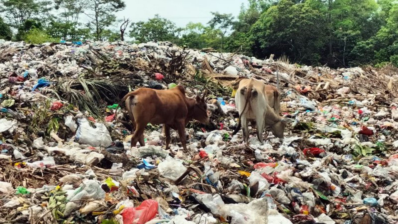 Sejumlah sapi mencari makanan di tempat pembuangan akhir sampah. (ANTARA/Riadi Gunawan)