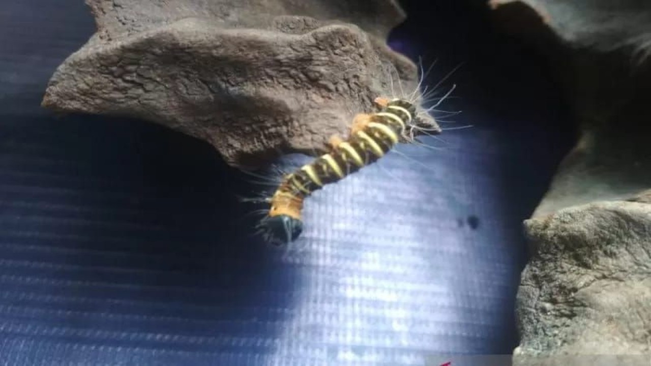 Salah satu jenis ulat bulu yang menyerang permukiman warga.