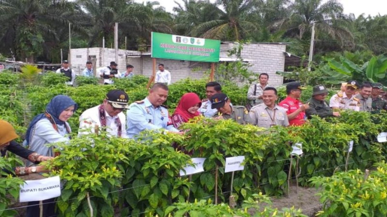 Wakil Menteri Pertanian (Wamentan), Harvick Hasnul Qolbi (tiga kanan) dan Kakanwil Kemenkumham Kalteng Hendra Eka Putra saat panen perdana cabai regeneratif Warga Binaan Pemasyarakatan (WBP) di Lembaga Pemasyarakatan Kelas III Sukamara, Kalimantan Tengah, Senin (27/2/2023). (ANTARA/HO-Kanwil Kemenkumham Kalteng)