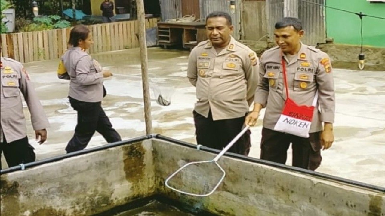 Kapolres Jayapura AKBP Fredrickus W.A Maclarimboen bersama Kasat Binmas Noken Iptu Made Ambo Arjana saat melakukan panen ikan mujair di Kampung Dosay Distrik Sentani Barat (HO-Polres Jayapura)