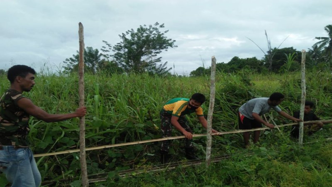 Aktivitas petani padi di Maluku Utara, Jumat (17/3/2023), ANTARA/Abdul Fatah.