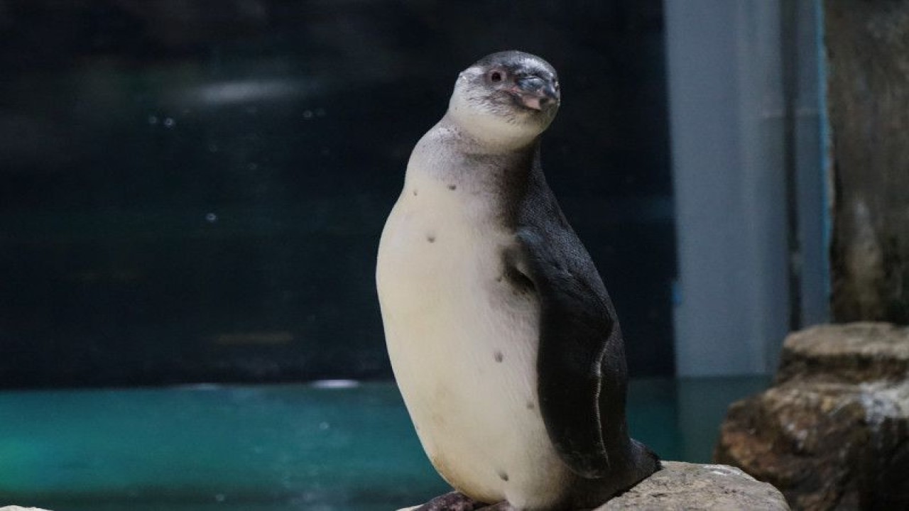 Burung pinguin humboldt di wahana Istana Pinguin Ocean Dream Samudra, Taman Impian Jaya Ancol, Jakarta Utara, dijelaskan merupakan spesies pinguin daerah beriklim tropis pada Sabtu (11/3/2023). ANTARA/HO-Taman Impian Jaya Ancol