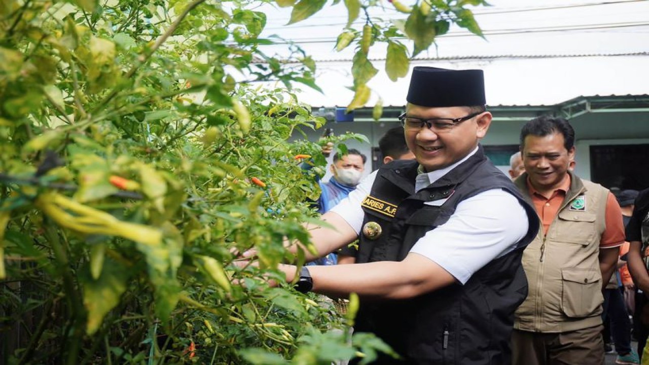 Penjabat (Pj) Wali Kota Batu Aries Agung Paewai pada saat melihat tanaman cabai yang ditanam oleh masyarakat, di Kota Batu, Jawa Timur, Jumat (31/3/2023). (ANTARA/HO-Humas Pemkot Batu)